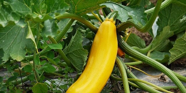 zucchini-1522535_640 Member XXL