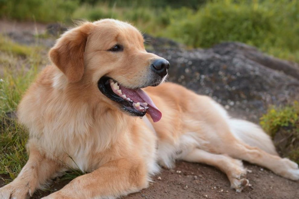 blafgedrag blafgedrag